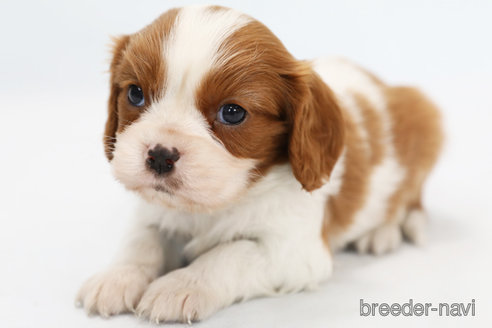 成約済の神奈川県のキャバリアキングチャールズスパニエル-248615の10枚目